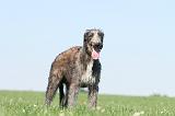 DEERHOUND 028